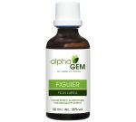 Figuier (Ficus carica) bourgeon unitaire
